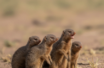 Cooperative Territory Defense in Dwarf Mongoose Groups