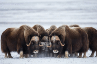 The Cooperative Defense Success of Musk Oxen Herds