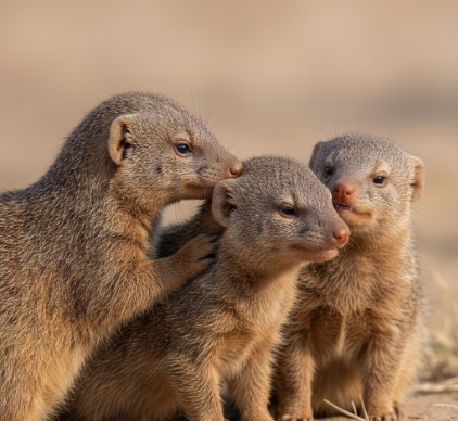The Social Bonding of Dwarf Mongooses Through Allogrooming