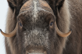 Why Musk Oxen Have Thick Undercoats for Insulation