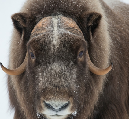 Why Musk Oxen Have Thick Undercoats for Insulation
