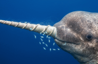 Why Narwhals Have Long Spiral Tusks for Sensory Functions