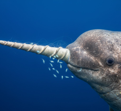 Why Narwhals Have Long Spiral Tusks for Sensory Functions