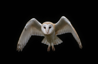 Why Owls Are Perfectly Adapted for Silent Night Hunting