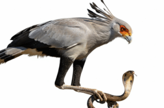 Why Secretary Birds Are Unique Snake Hunting Raptors