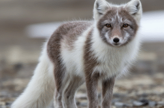 Adaptations of Arctic Foxes Changing Coat Colors Seasonally