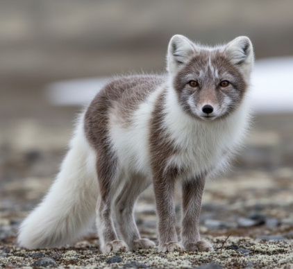 Adaptations of Arctic Foxes Changing Coat Colors Seasonally
