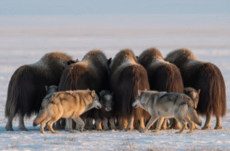 Cooperative Defense Strategies of Musk Oxen Against Wolves