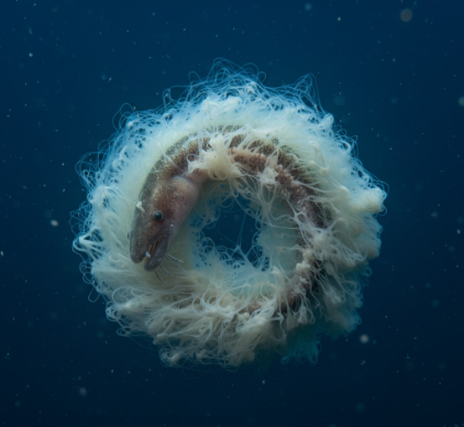 How Hagfish Produce Slime for Defense Against Predators
