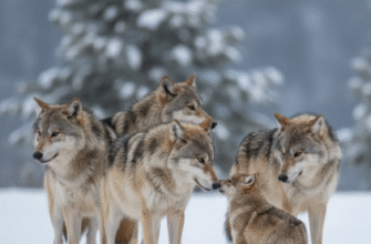 The Social Hierarchy in Wolf Packs Debunking Alpha Myths