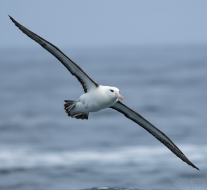 How Albatrosses Use Dynamic Soaring for Efficient Flight