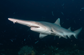 How Goblin Sharks Live in Deep Ocean Environments