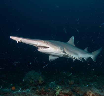 How Goblin Sharks Live in Deep Ocean Environments