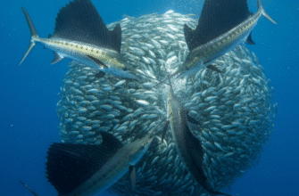 How Sailfish Coordinate Group Hunting of Sardine Schools
