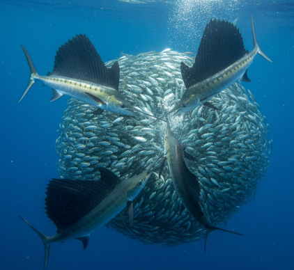 How Sailfish Coordinate Group Hunting of Sardine Schools