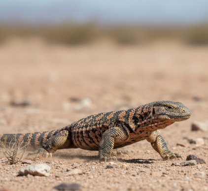 Migration Patterns of Gila Monsters in Sonoran Desert
