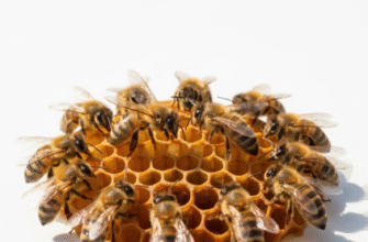 The Complex Dance Language of Honeybees Explained