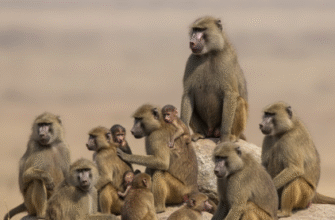 The Complex Social Structure of Baboon Troops