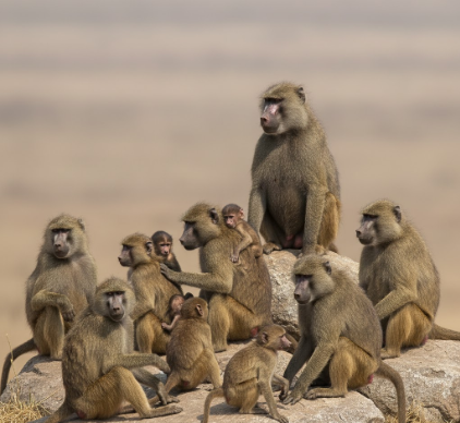 The Complex Social Structure of Baboon Troops