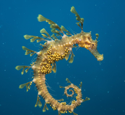 The Parental Care of Leafy Sea Dragons Males Carrying Eggs