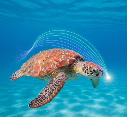 The Remarkable Navigation of Loggerhead Turtles Using Magnetism