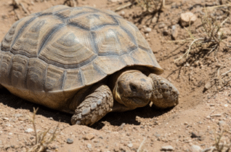 Thermoregulation in Desert Tortoises Through Burrowing Behavior