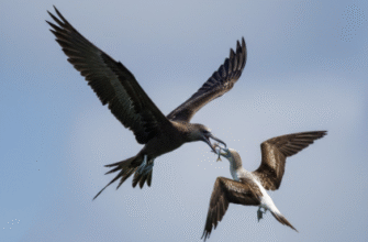 How Frigatebirds Steal Food From Other Seabirds