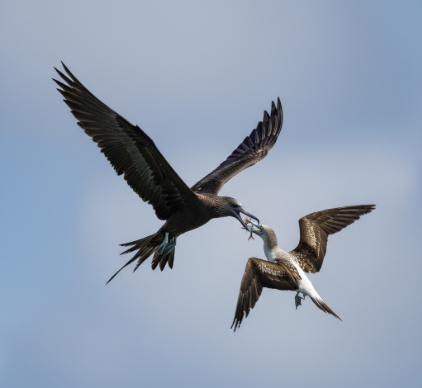 How Frigatebirds Steal Food From Other Seabirds