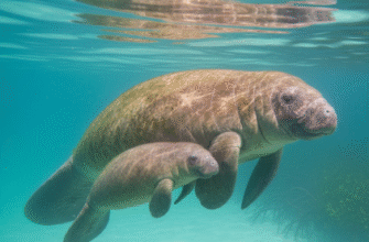 How Manatees Are Gentle Giants of Coastal Waters