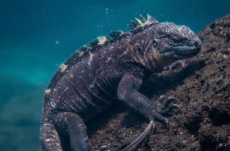 How Marine Iguanas Can Hold Breath for Extended Periods