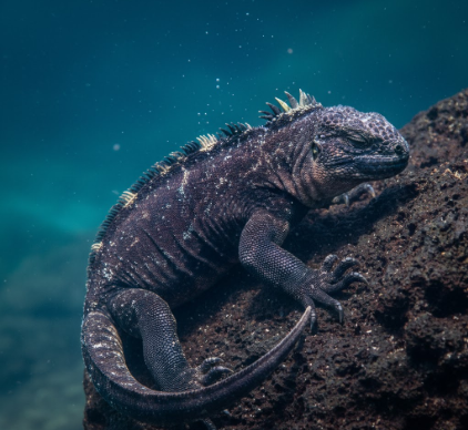 How Marine Iguanas Can Hold Breath for Extended Periods