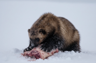 How Wolverines Cache Food in Snow for Later Retrieval