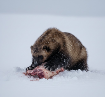 How Wolverines Cache Food in Snow for Later Retrieval