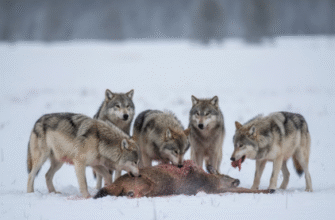 The Cooperative Hunting Success of Gray Wolves