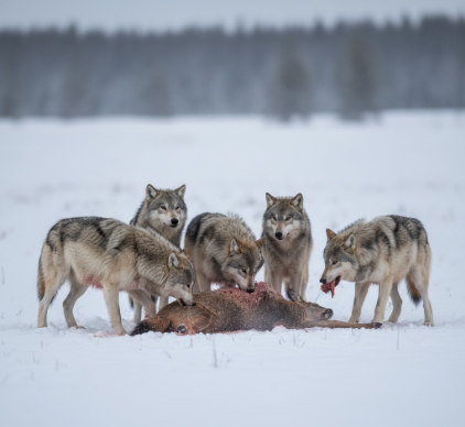 The Cooperative Hunting Success of Gray Wolves