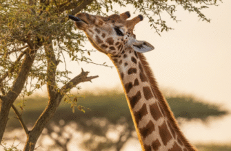 Why Giraffes Have Long Necks for Feeding Advantages