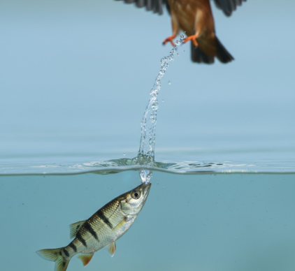 Defense Mechanisms of Archerfish Against Aerial Predators