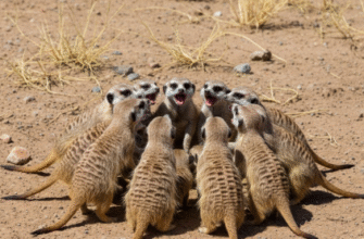 Defense Mechanisms of Meerkats Using Group Mobbing