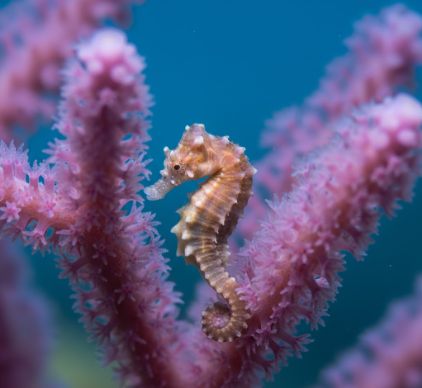 Defense Mechanisms of Pygmy Seahorses Matching Coral Exactly