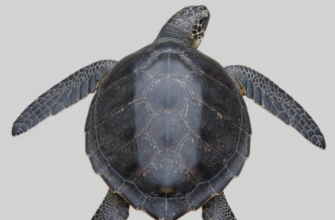 How Leatherback Turtles Lack Hard Shell Unlike Other Turtles