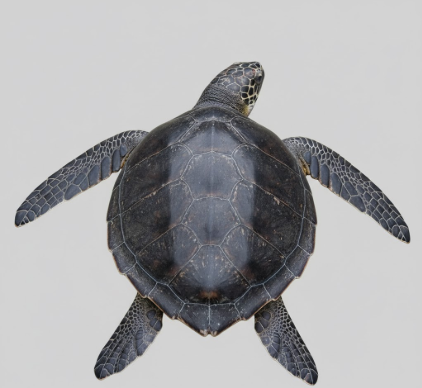 How Leatherback Turtles Lack Hard Shell Unlike Other Turtles