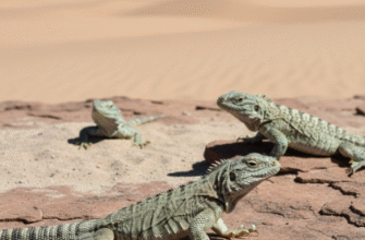 Thermoregulation in Desert Lizards Through Behavior Adaptation