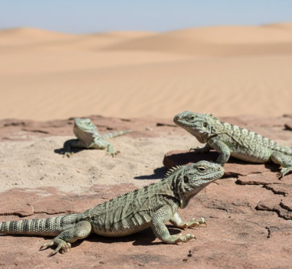 Thermoregulation in Desert Lizards Through Behavior Adaptation