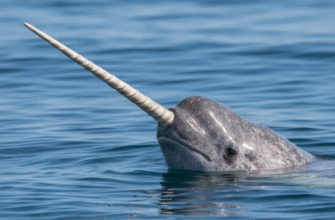 Why Narwhals Are Called Unicorns of the Sea