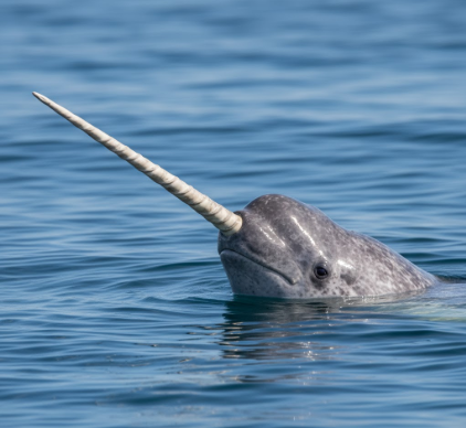Why Narwhals Are Called Unicorns of the Sea