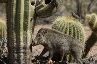 Adaptation of Cactus Plants to Desert Wildlife Interactions