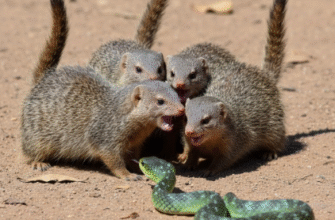 Defense Mechanisms of Dwarf Mongooses Against Snake Predators