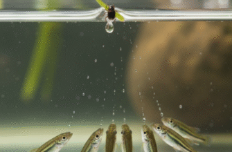 How Archerfish Juveniles Learn Shooting Accuracy Through Practice