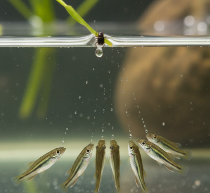 How Archerfish Juveniles Learn Shooting Accuracy Through Practice