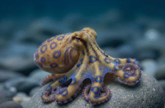 How Blue Ringed Octopuses Are Highly Venomous Despite Size